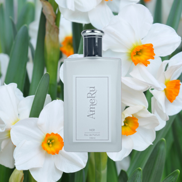 Narcisse - C.